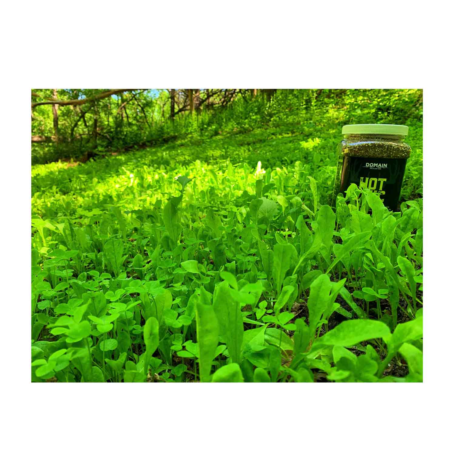 Domain Hot Chic Food Plot Seed - Image 4
